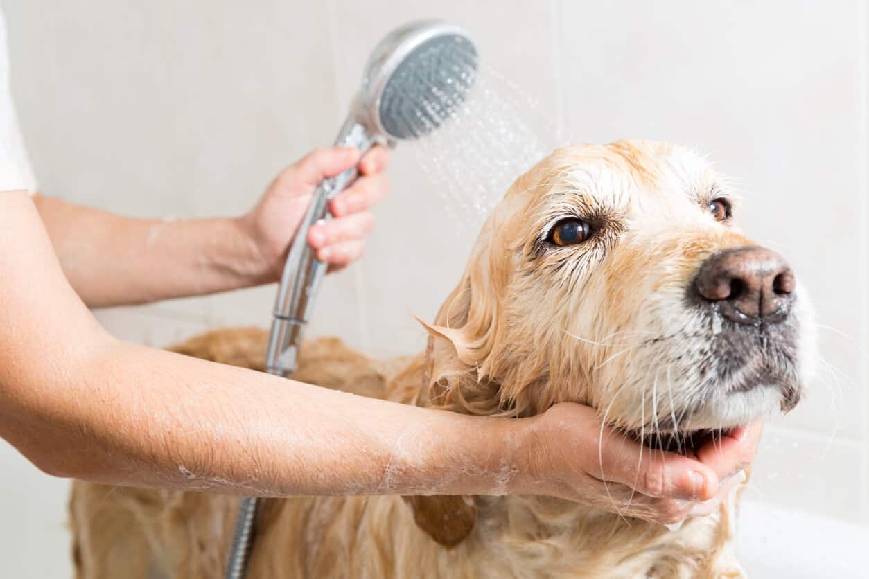 pet friendly bathroom